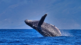 マウイ島